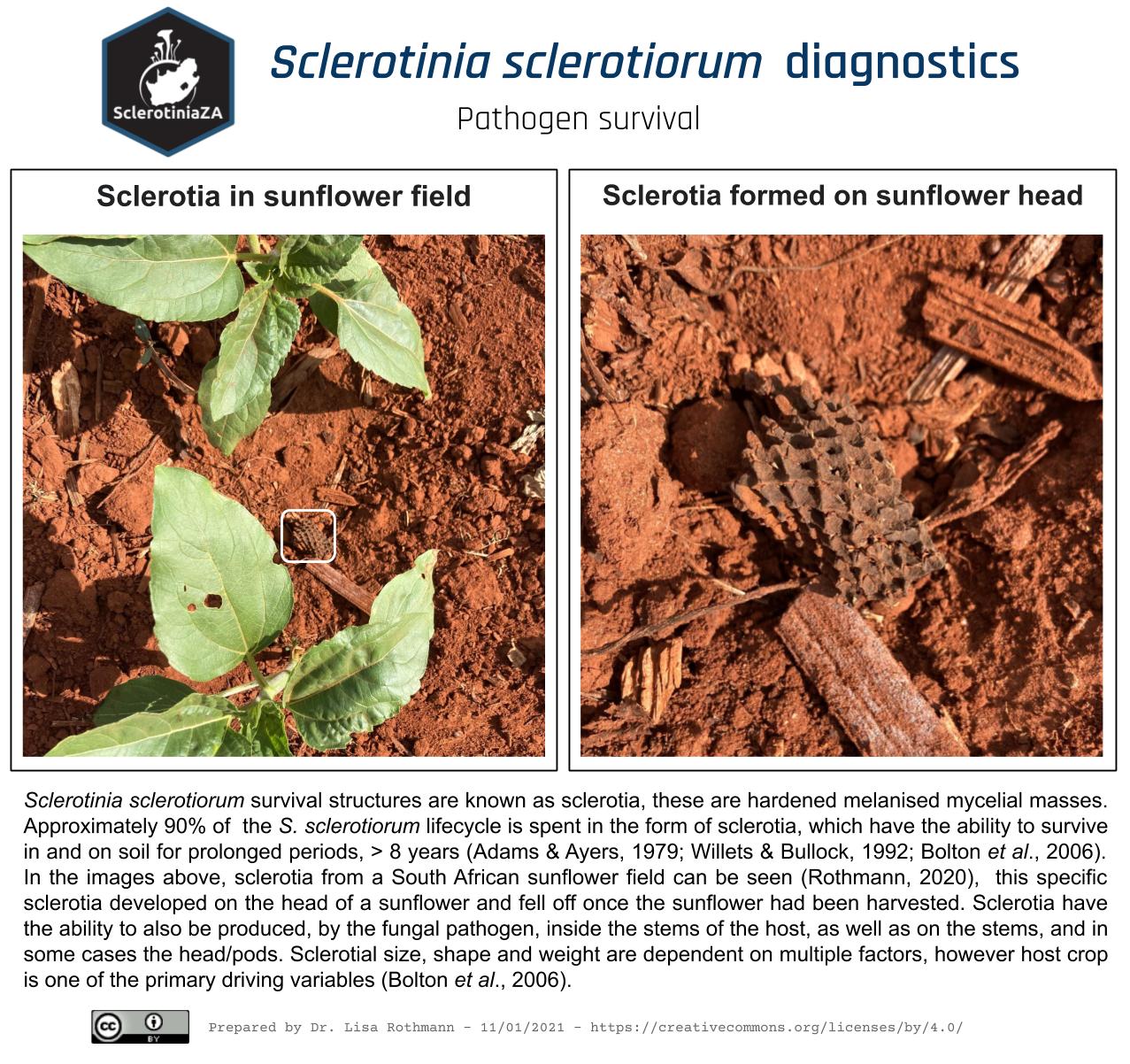 Sclerotia - the survival of Sclerotinia sclerotiorum