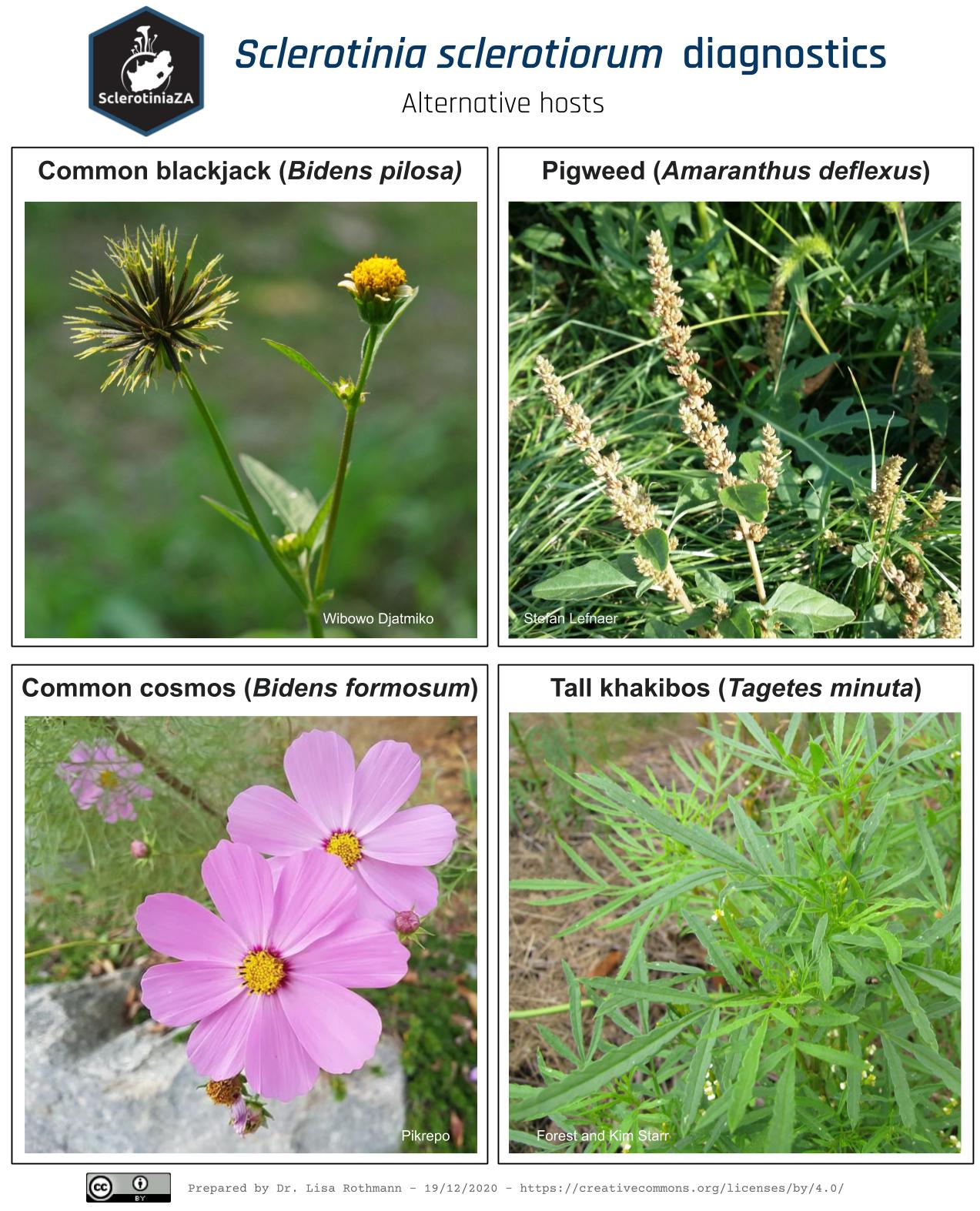 Alternative hosts associated with Sclerotinia sclerotiorum - weeds
