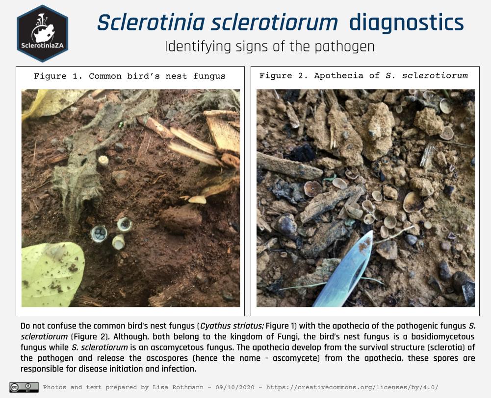 Sclerotinia sclerotiorum diagnostics