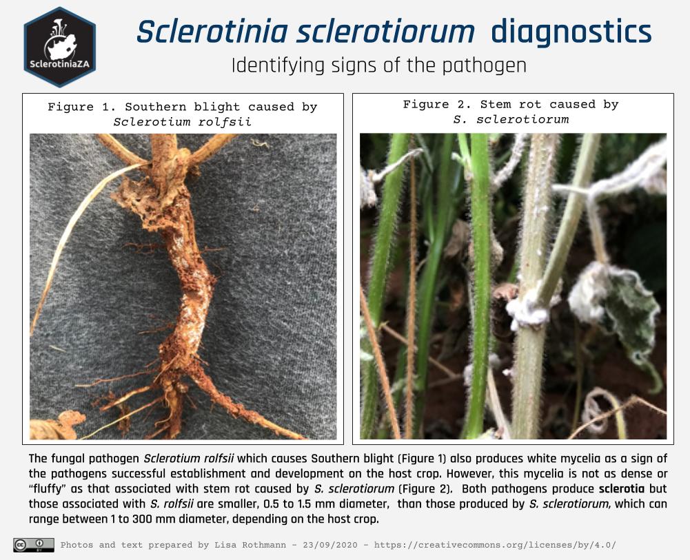 Sclerotinia sclerotiorum diagnostics rolfsii