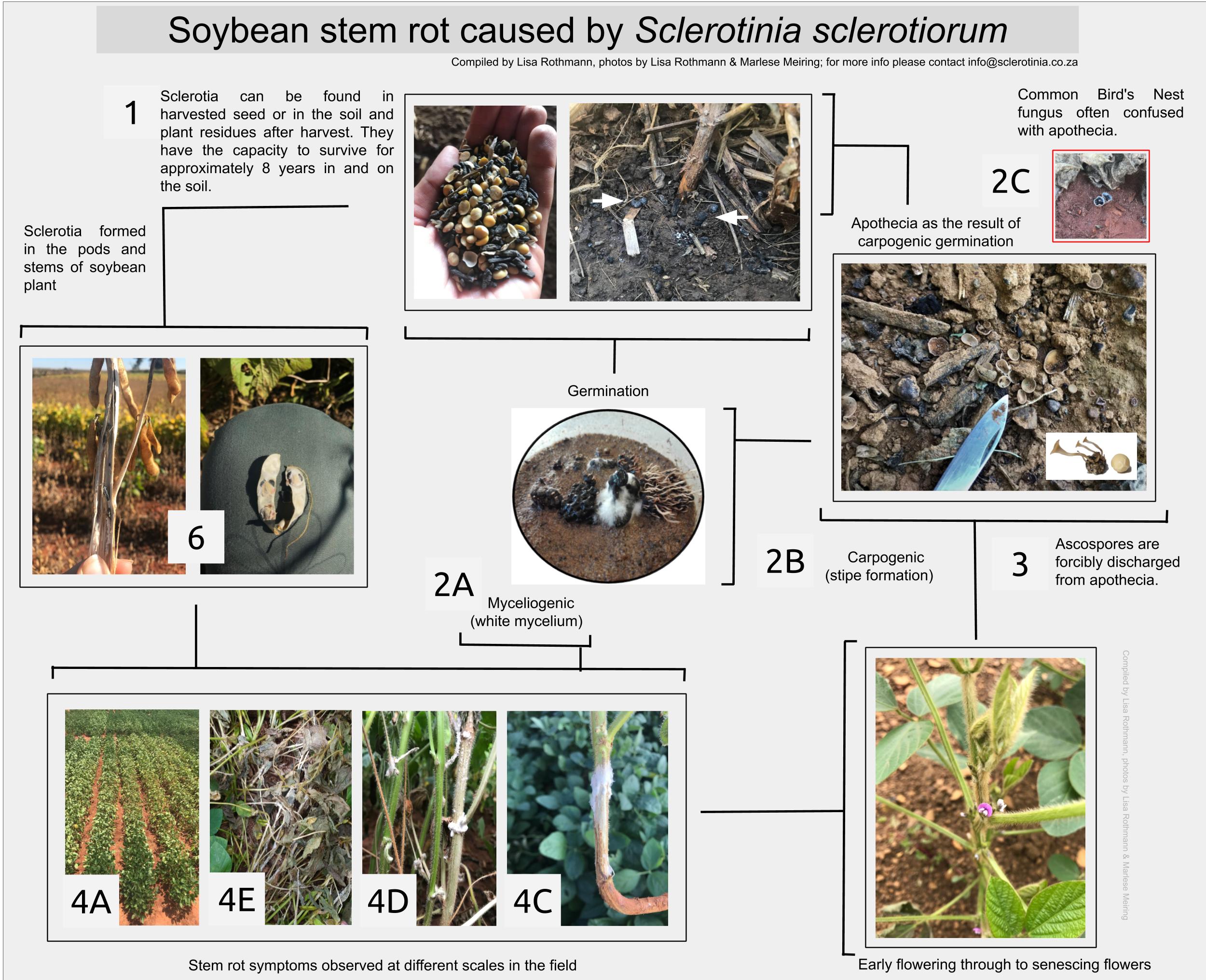 Sclerotinia sclerotiorum: An in field life cycle on soybean.